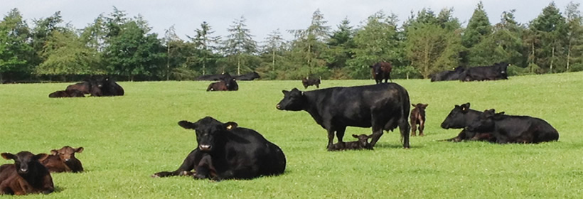 Aberdeen Angus Herd