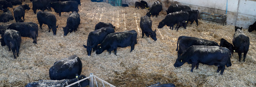 Aberdeen Angus Herd